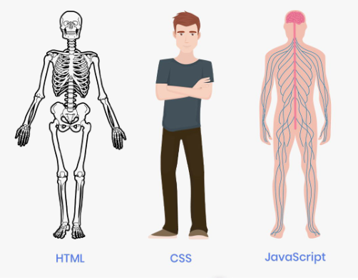 human-body-example